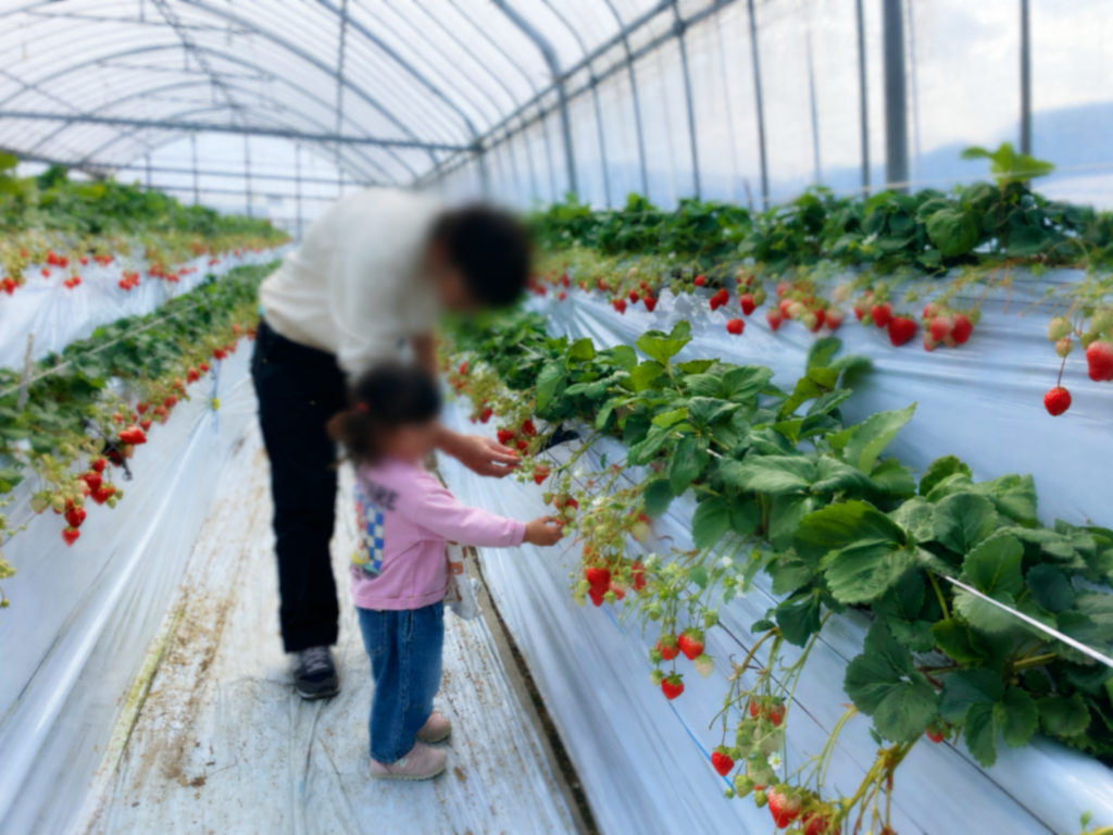 子供が自分でいちご摘み